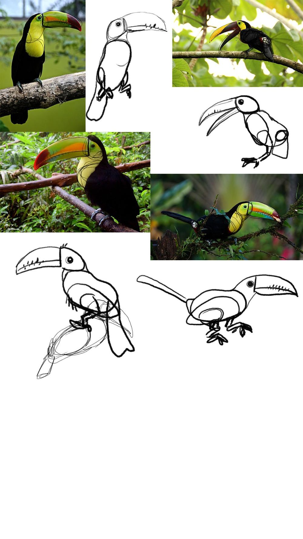 Hipster Toucan - image 1 - student project