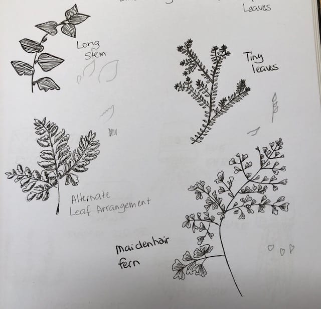 Leaves and Ferns - image 2 - student project