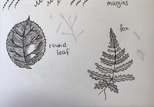 Leaves and Ferns - image 1 - student project