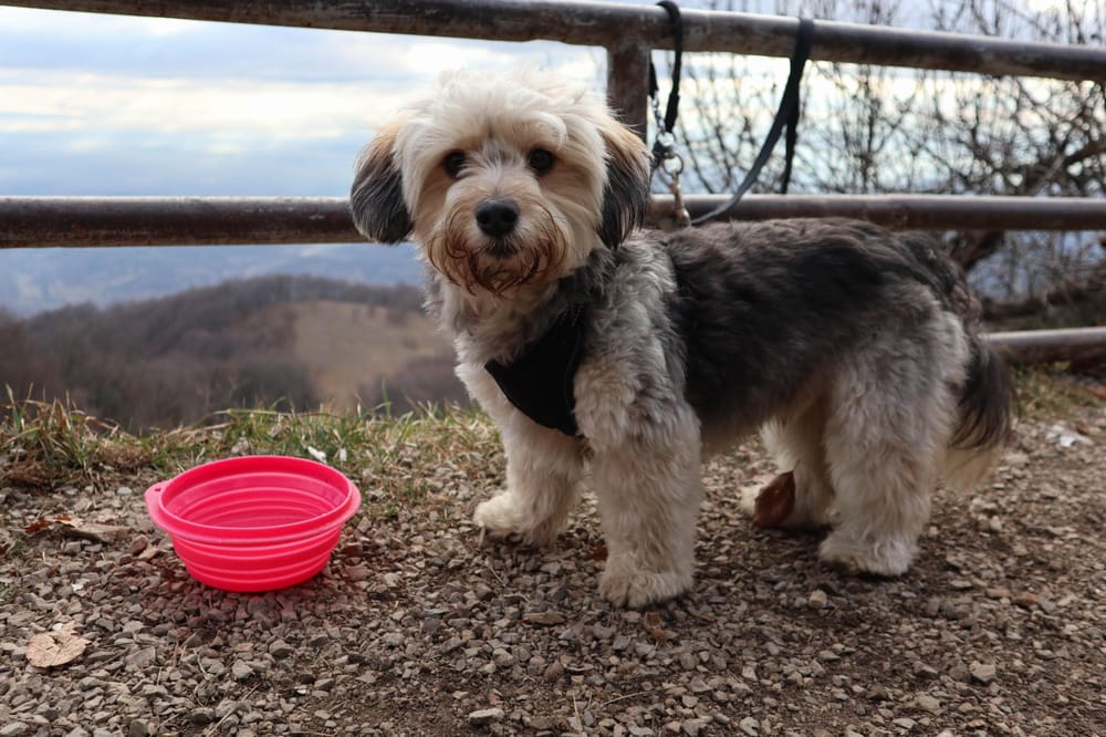 Odie - image 1 - student project
