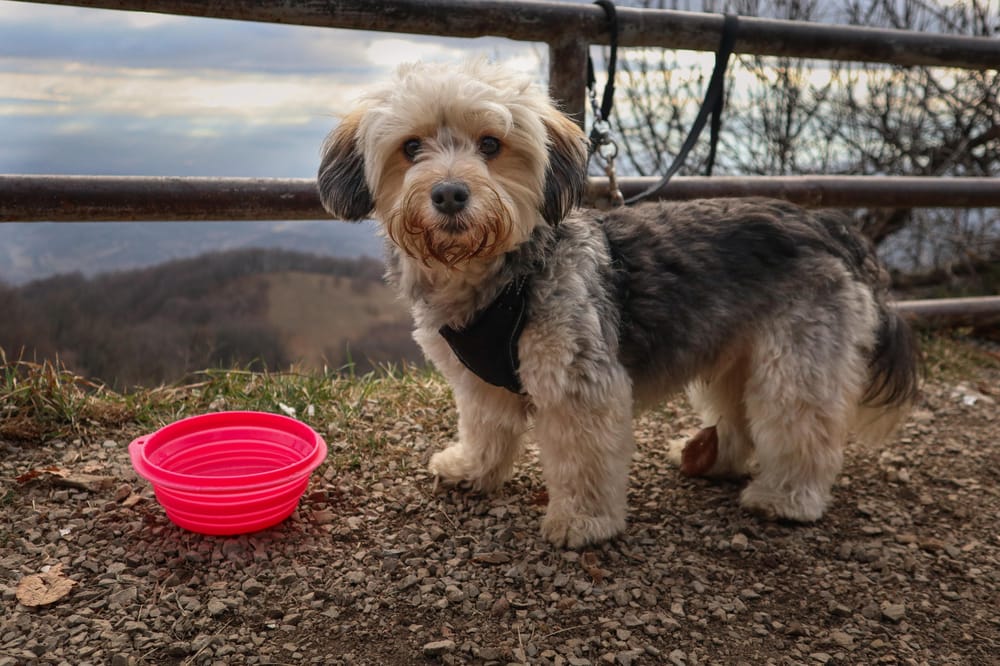 Odie - image 2 - student project