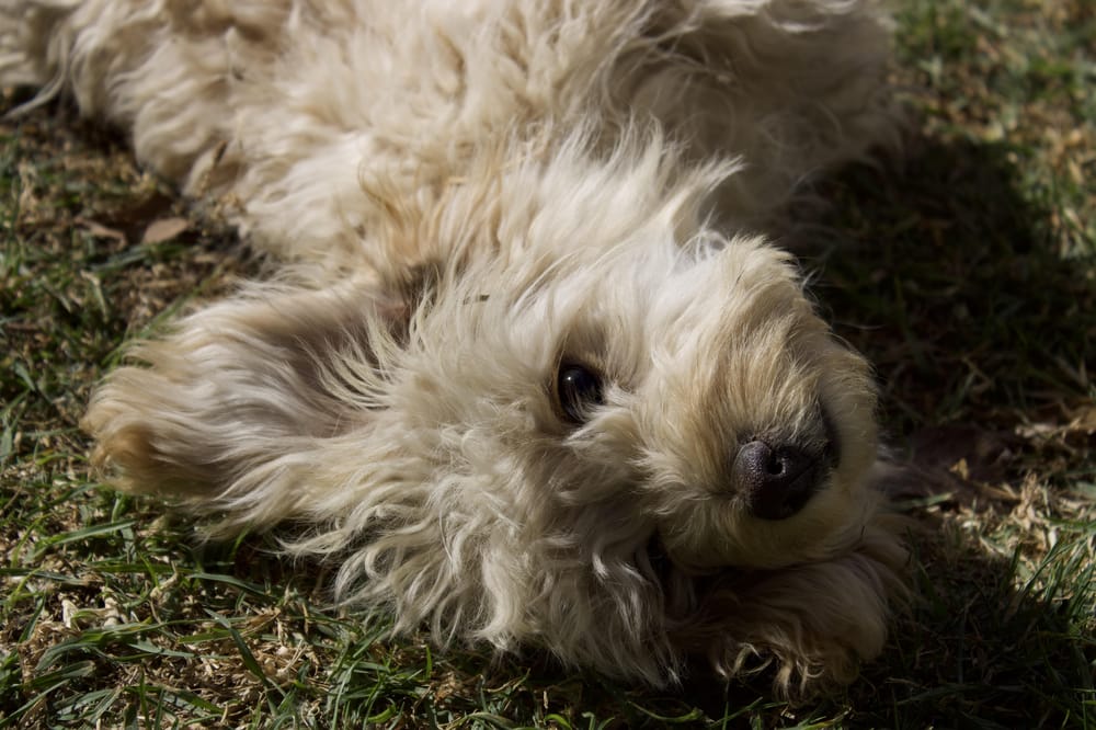 Puppy edition - image 1 - student project
