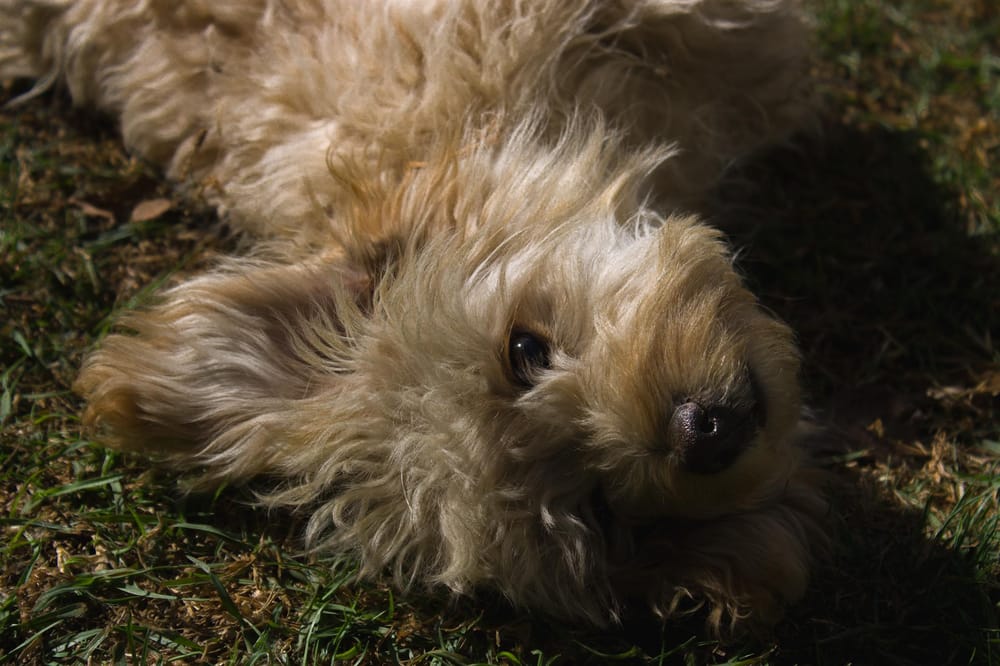 Puppy edition - image 2 - student project