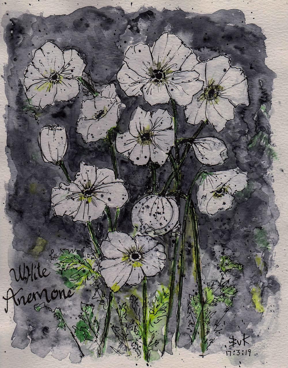 Solo White Anemone and more..... - image 1 - student project