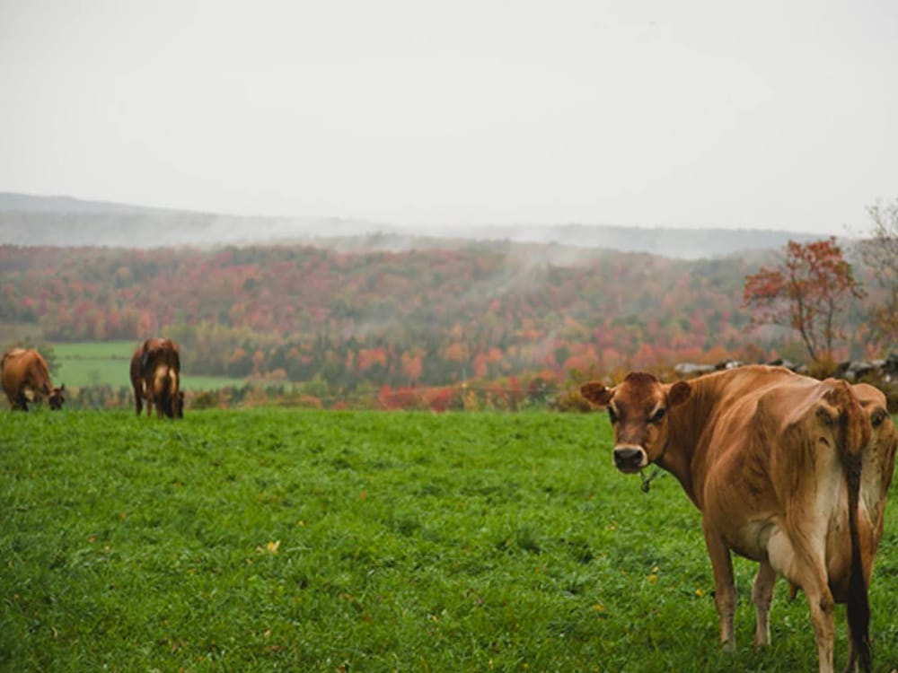 Autumn dairy farm - image 4 - student project