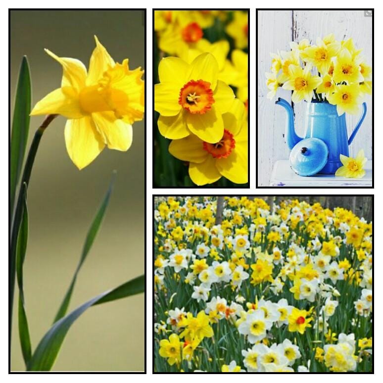 Watercolor daffodils - image 1 - student project
