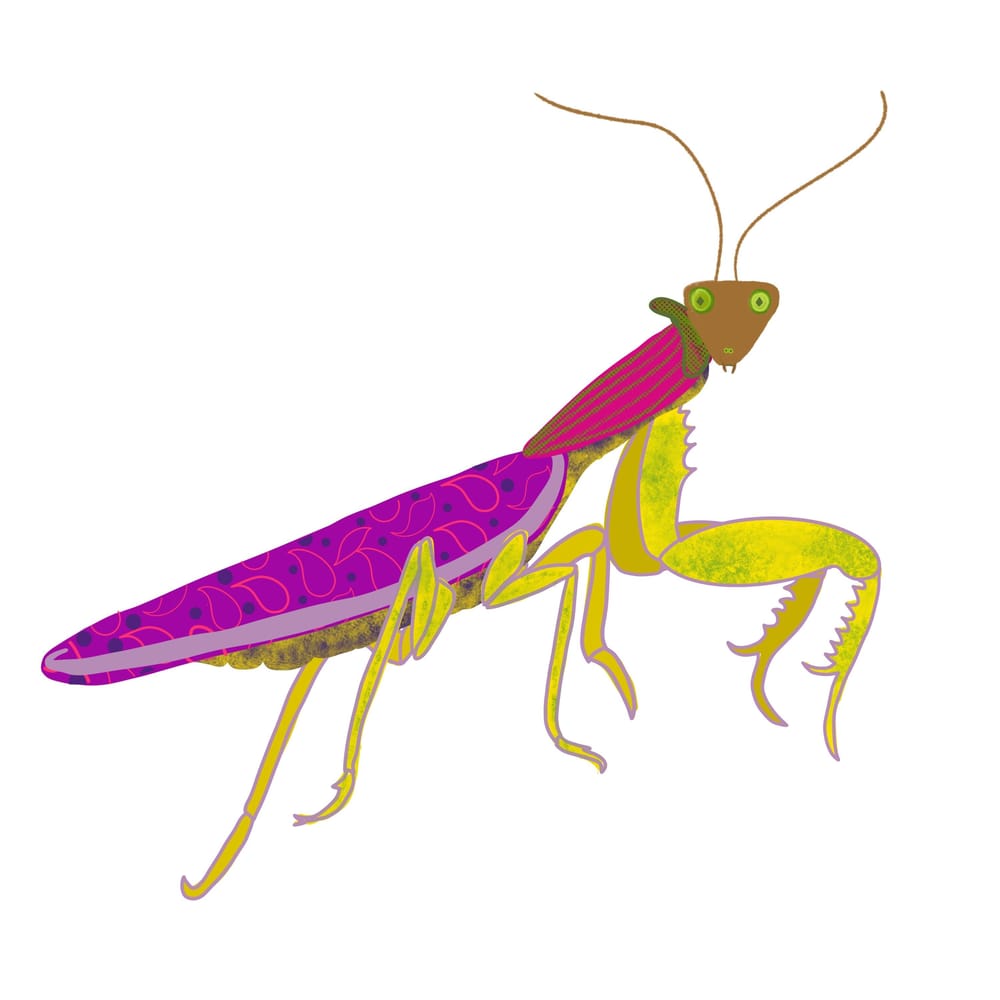 Buggers, It’s So Darn Fun! - image 2 - student project