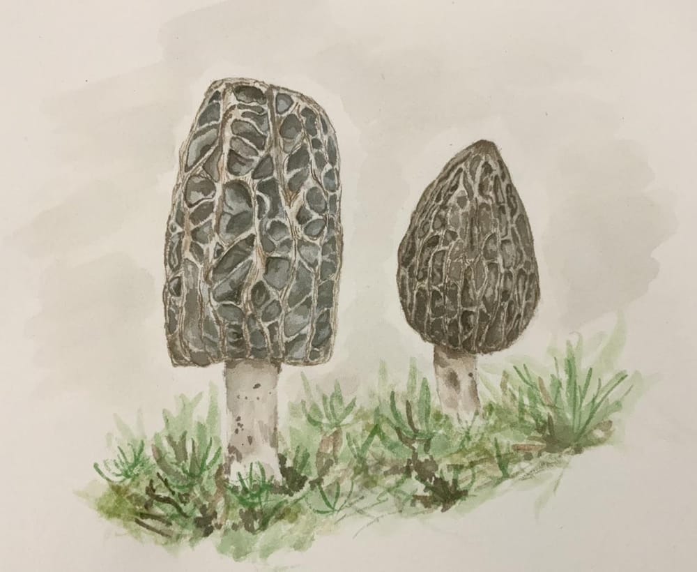 Morchella in watercolour - image 1 - student project