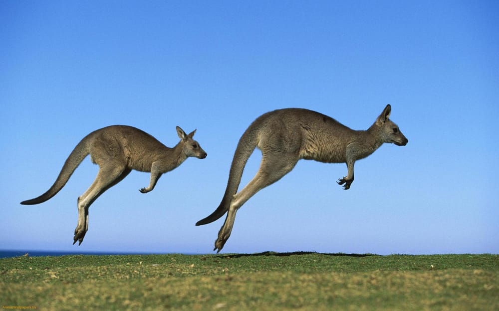 Roo - image 1 - student project