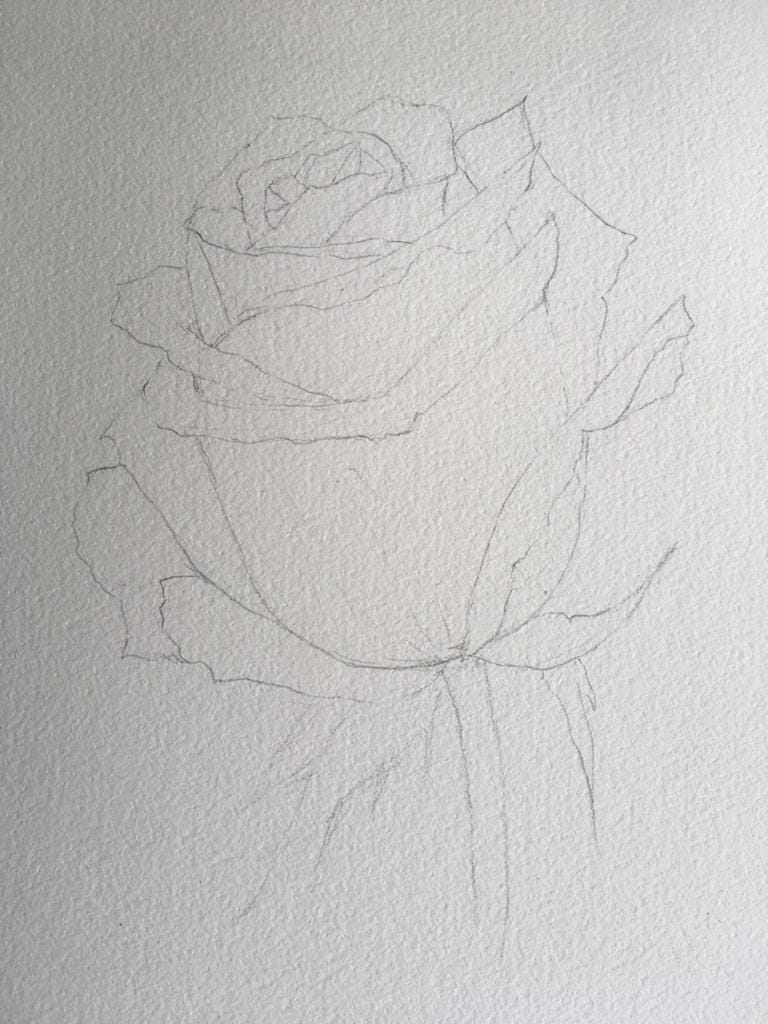 Watercolour Rose - image 5 - student project