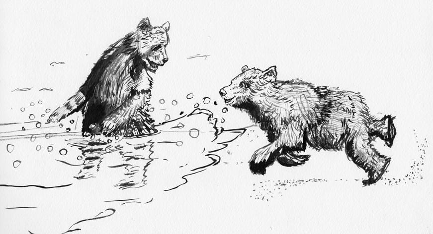 Bears playing - image 1 - student project
