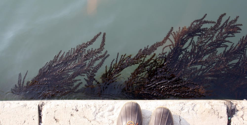 Interesting Images from Venice - image 3 - student project