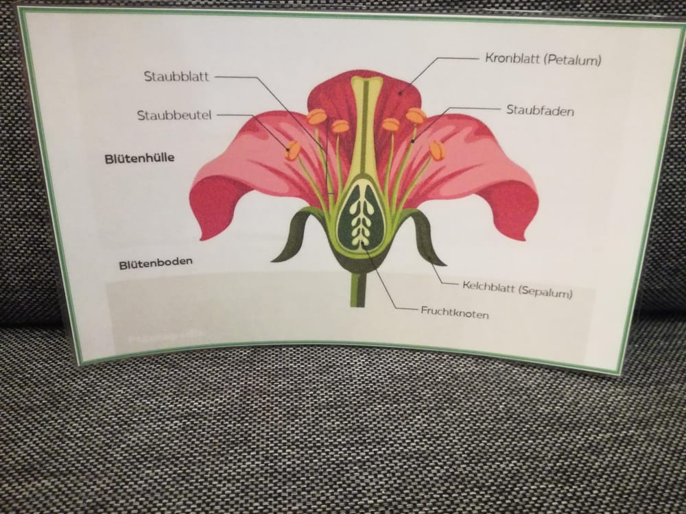 Die Blume - image 5 - student project