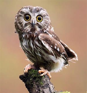 Night Owl - image 9 - student project
