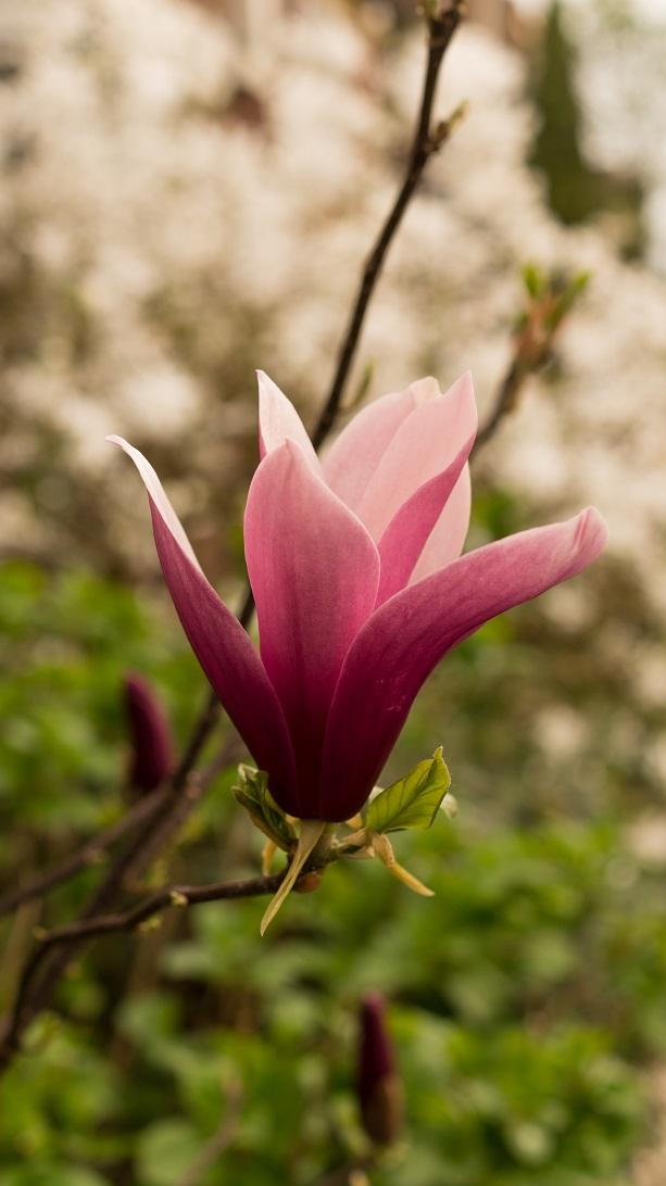 Magnolia springs in a vase - image 2 - student project