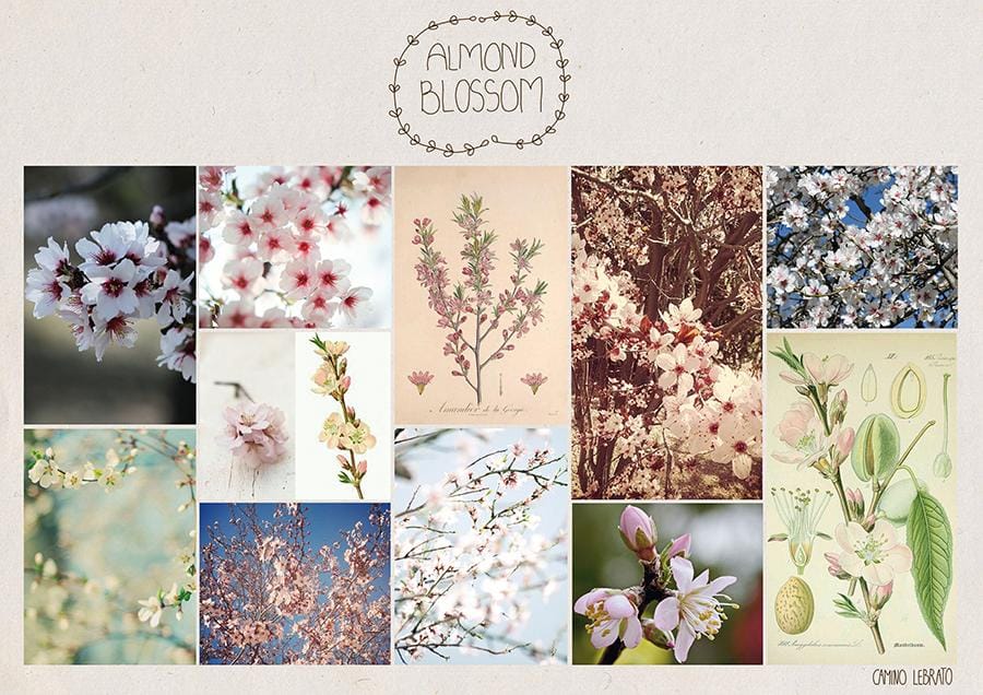 Almond Blossom - image 1 - student project