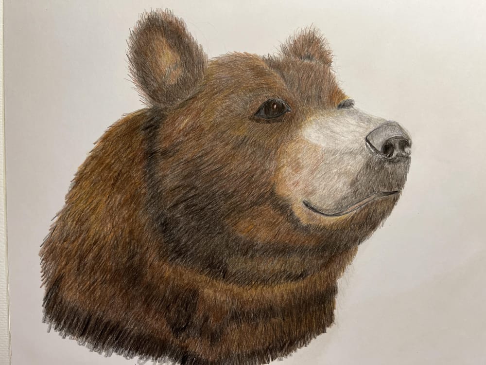 Colored Pencil Bear - image 1 - student project