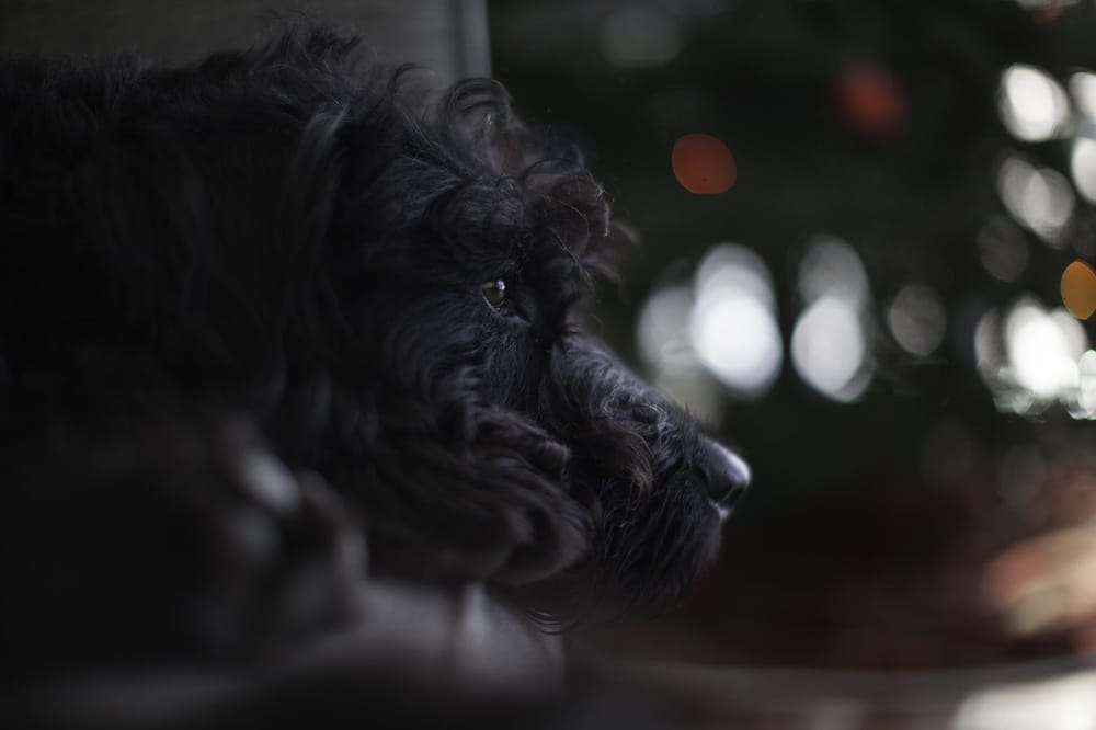 Maverick - image 1 - student project