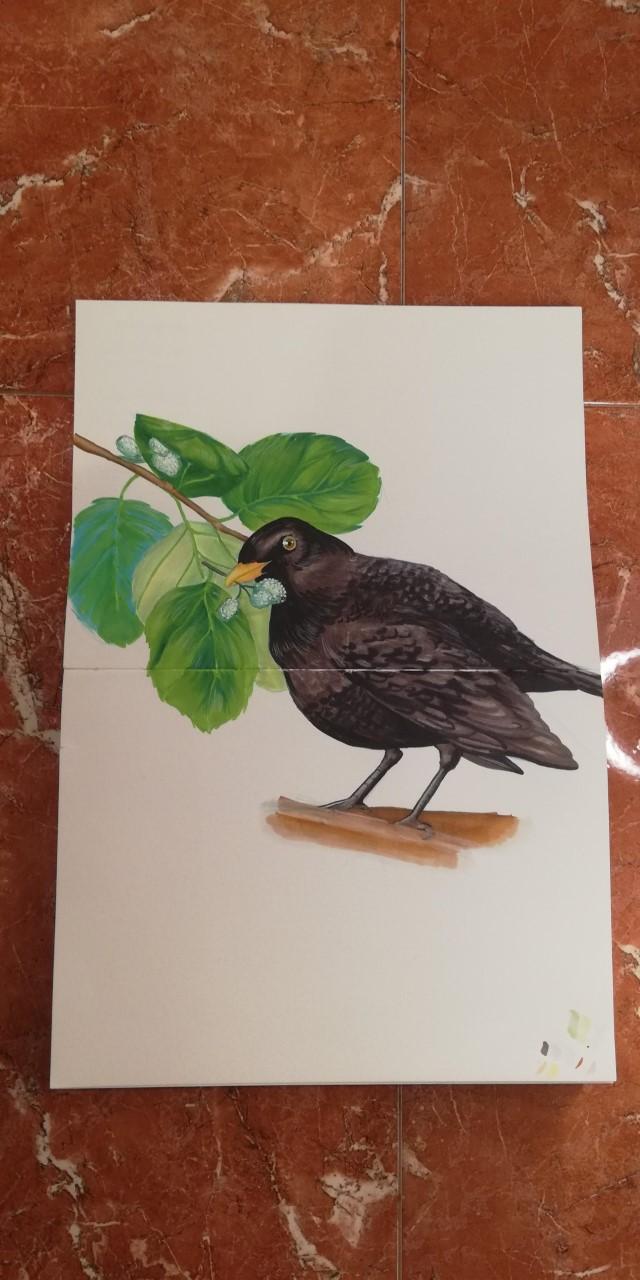 Mirlo bird - image 1 - student project