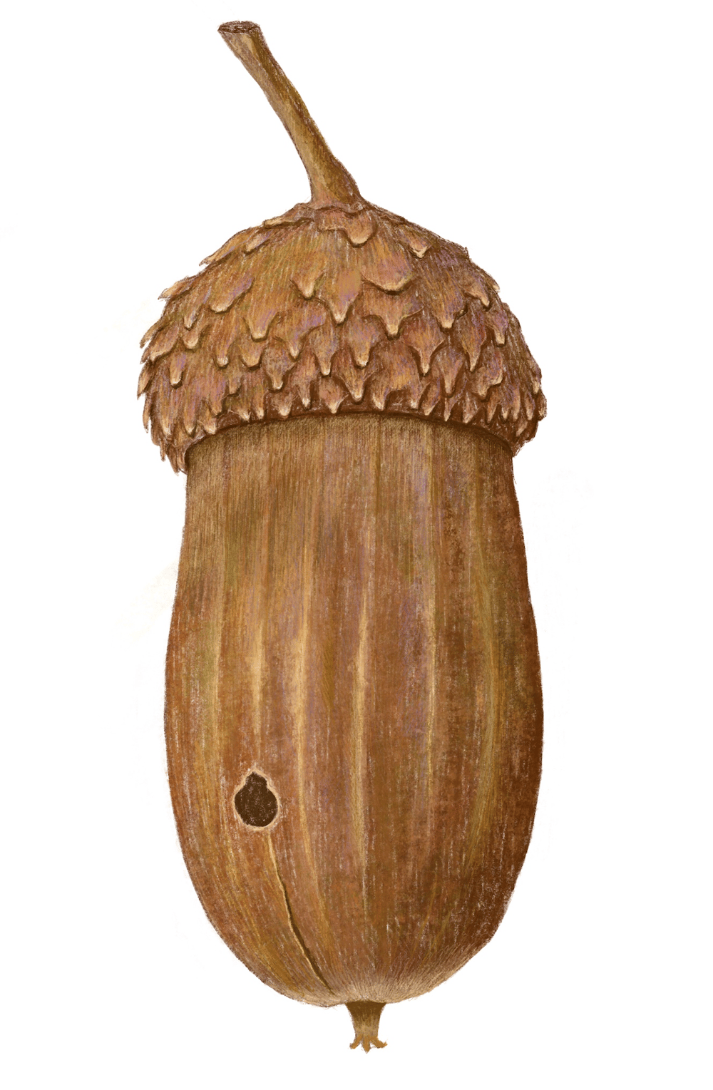acorn - image 1 - student project