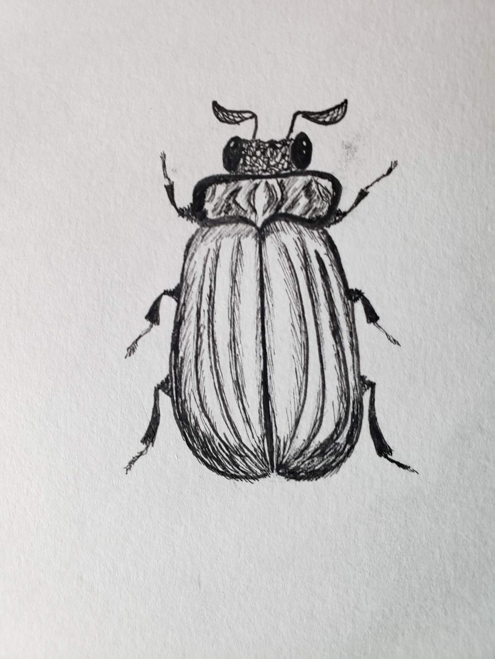 Beetles, Butterflies, and Broken Rules - image 3 - student project