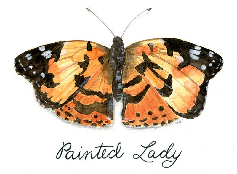 Butterflies - image 1 - student project