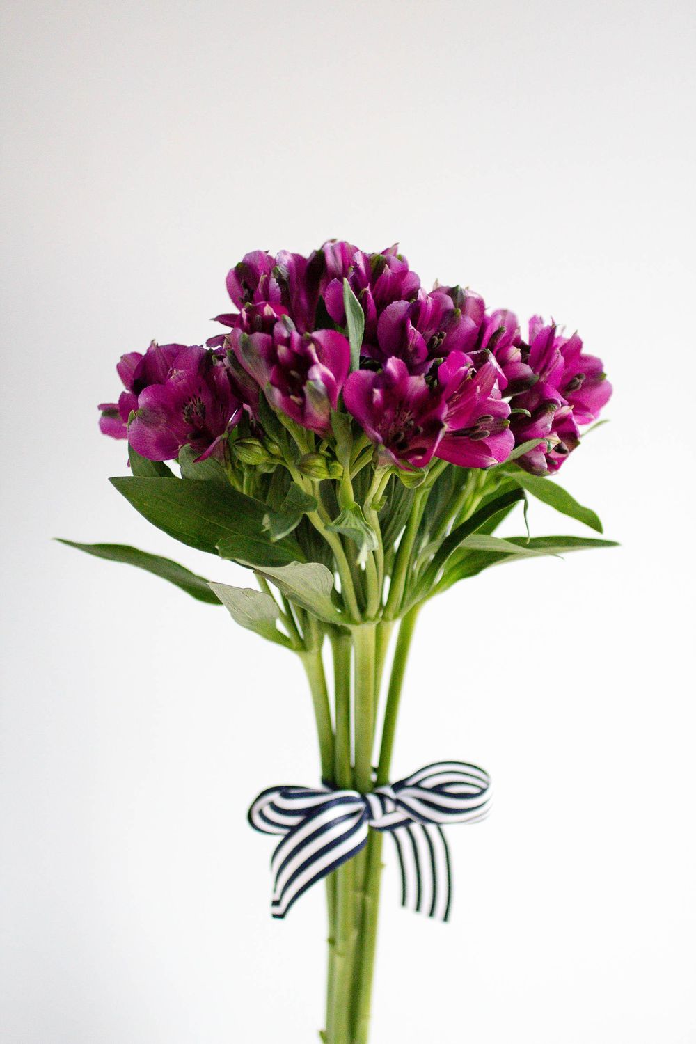 Alstromeria - image 2 - student project
