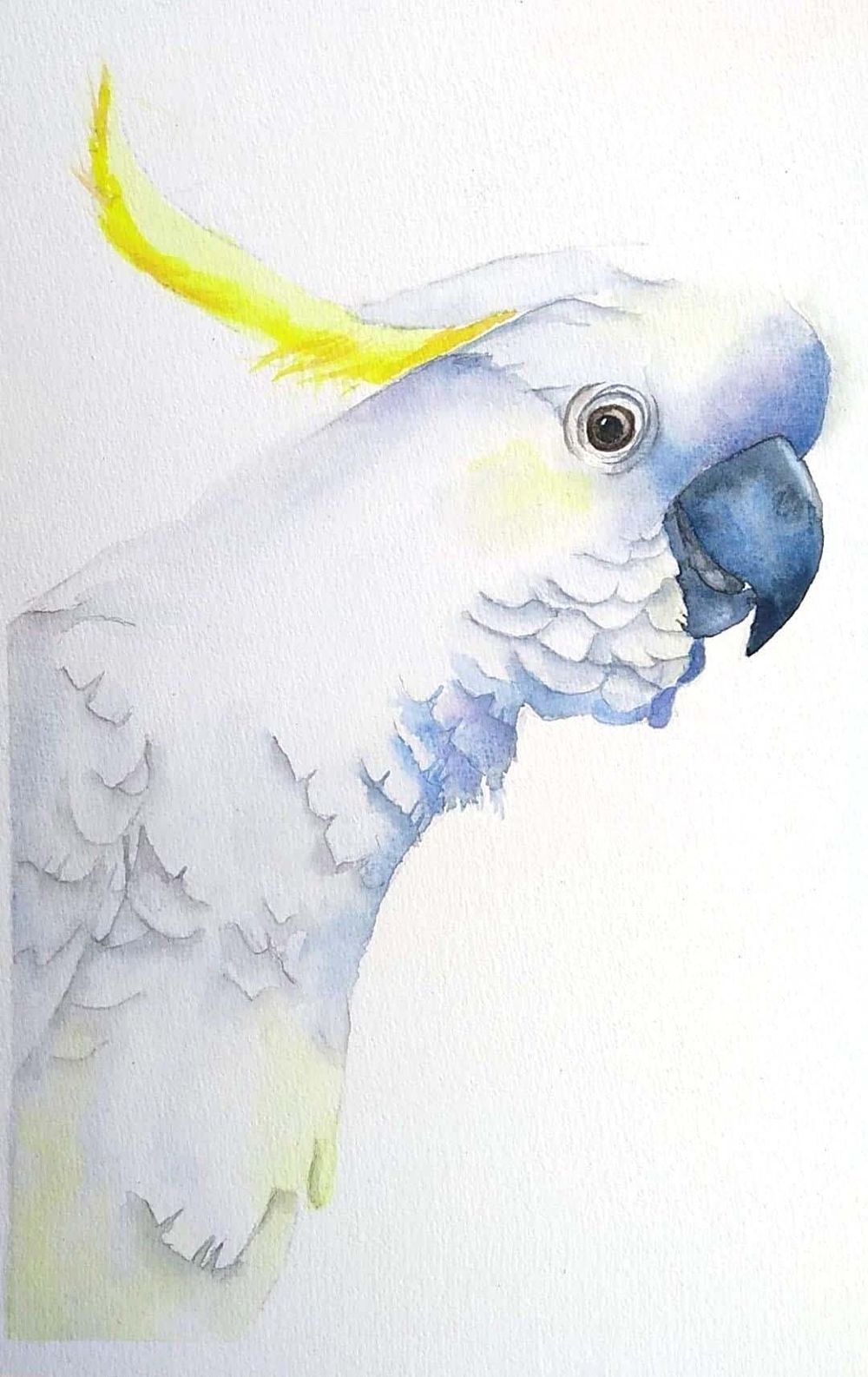 Cockatoo - image 1 - student project