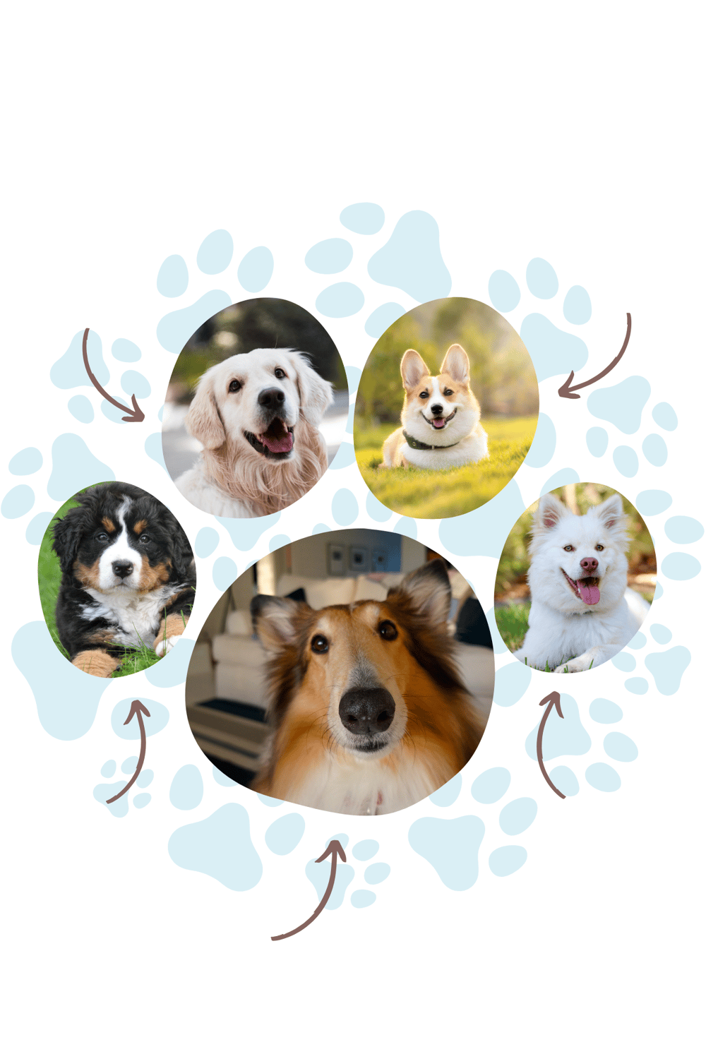 How To Create a Balanced Diet for Your Dog - image 1 - student project