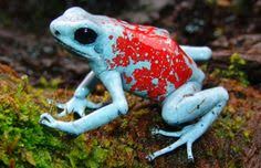 Miniature Frog Sculpture - image 4 - student project