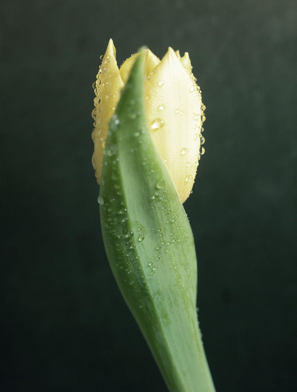 There is Beauty in Simplicity - image 5 - student project