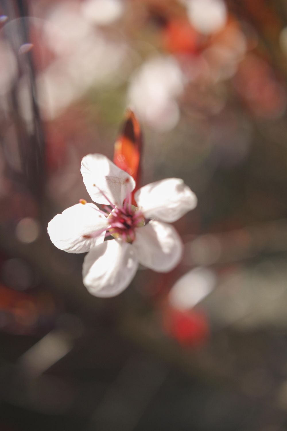 Fundamentals of DSLR Photography - image 3 - student project