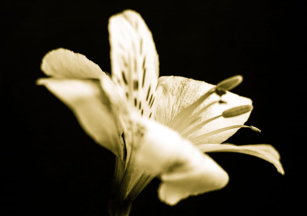 There is Beauty in Simplicity - image 4 - student project