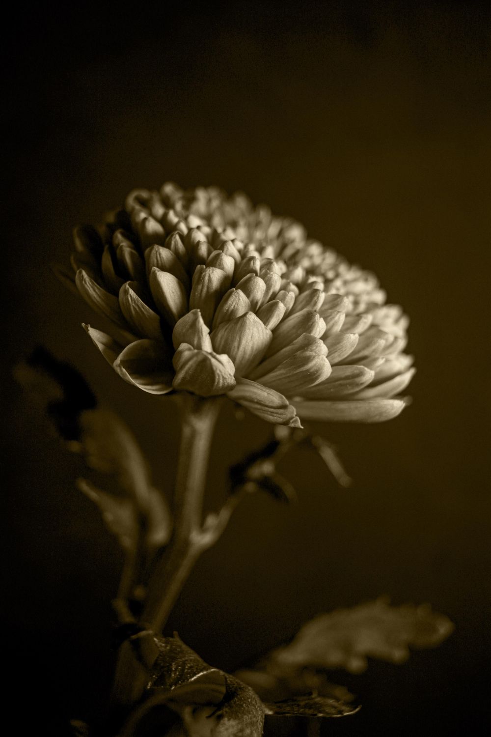 There is Beauty in Simplicity - image 2 - student project