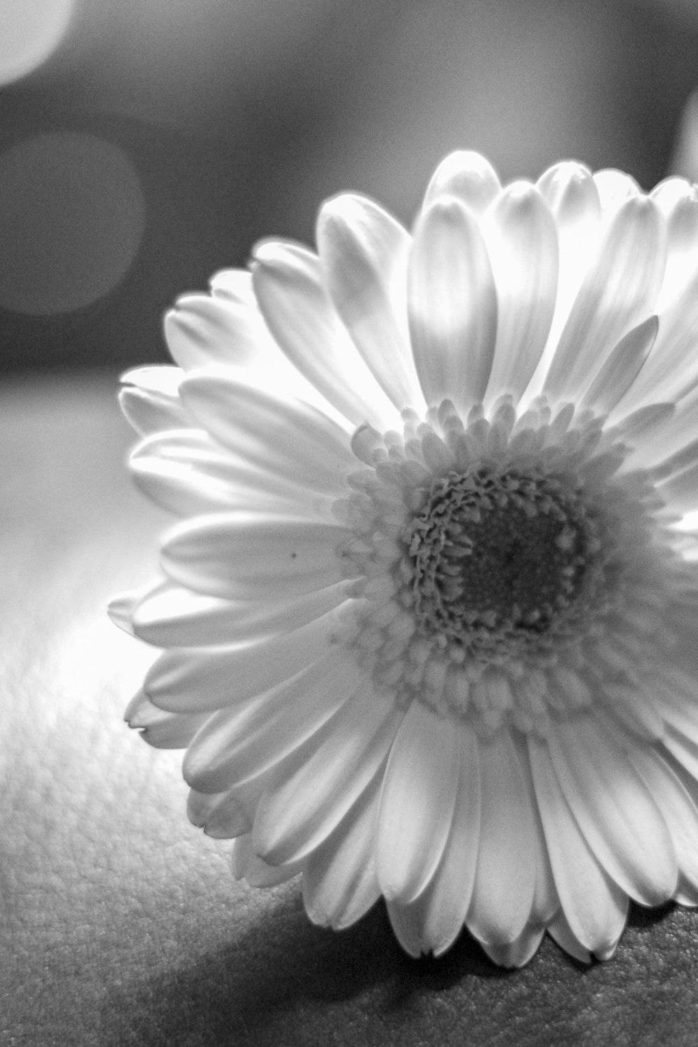 DSLR Photography ll - image 1 - student project