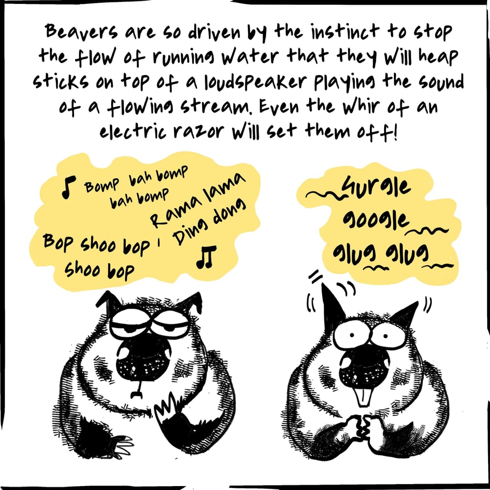 Beaver Fever - image 3 - student project
