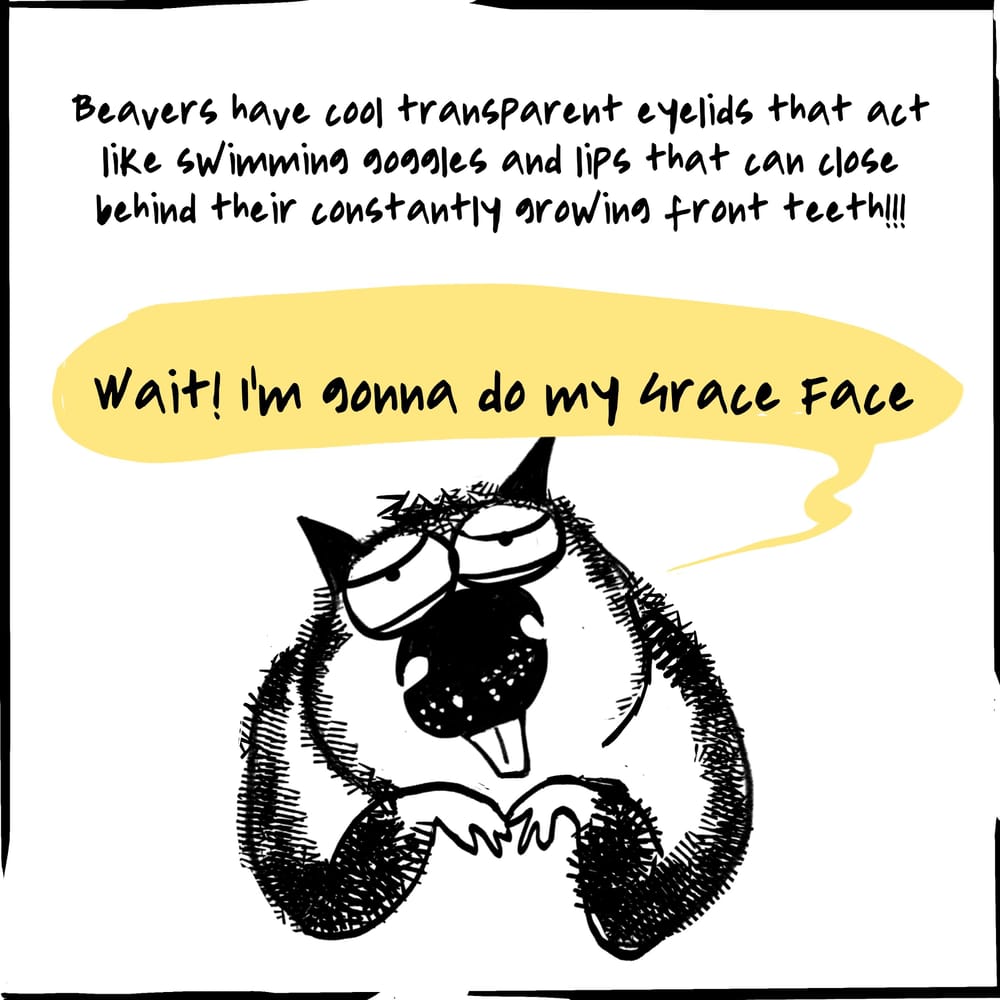 Beaver Fever - image 4 - student project