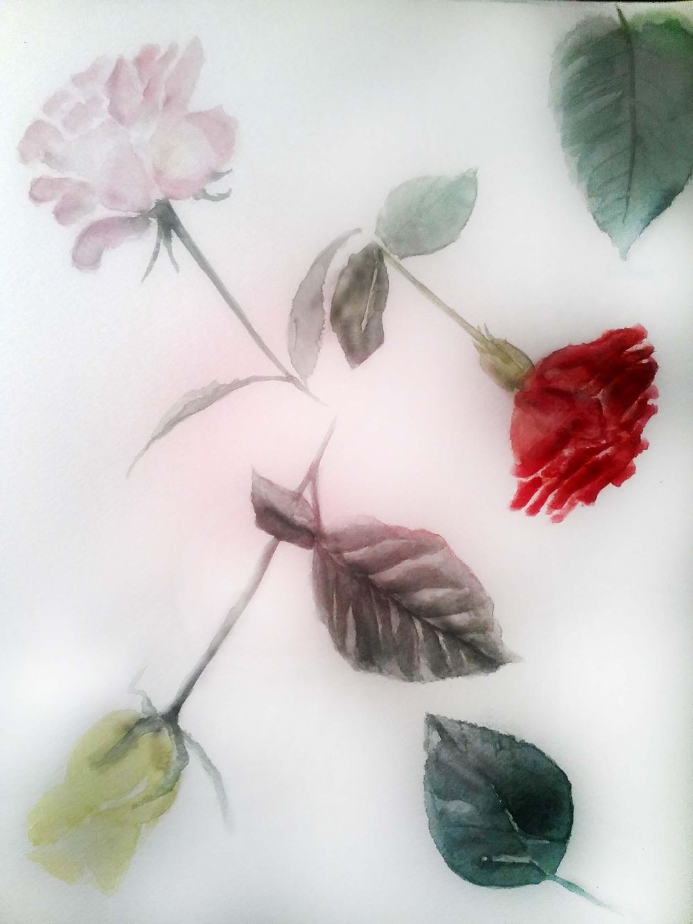 Roses - image 4 - student project