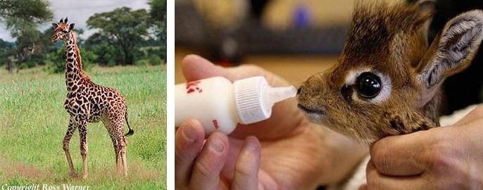 Cute Animals - image 5 - student project