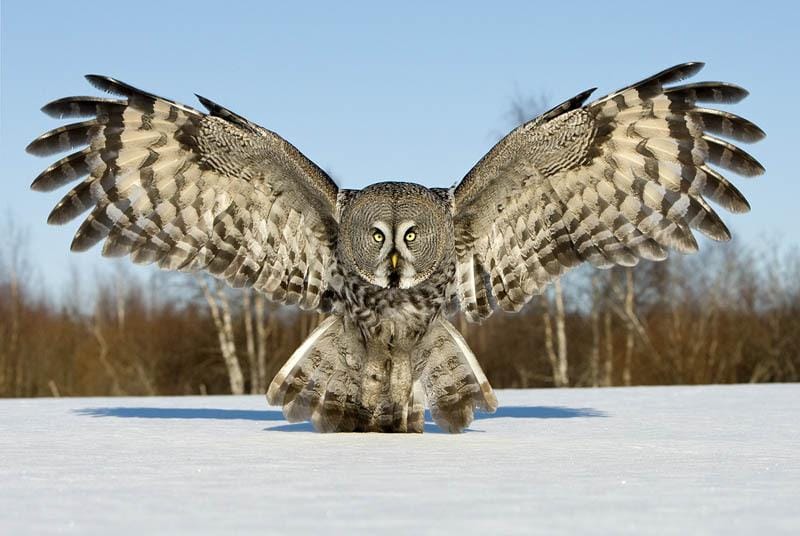 Owl - Fly By Night - image 1 - student project