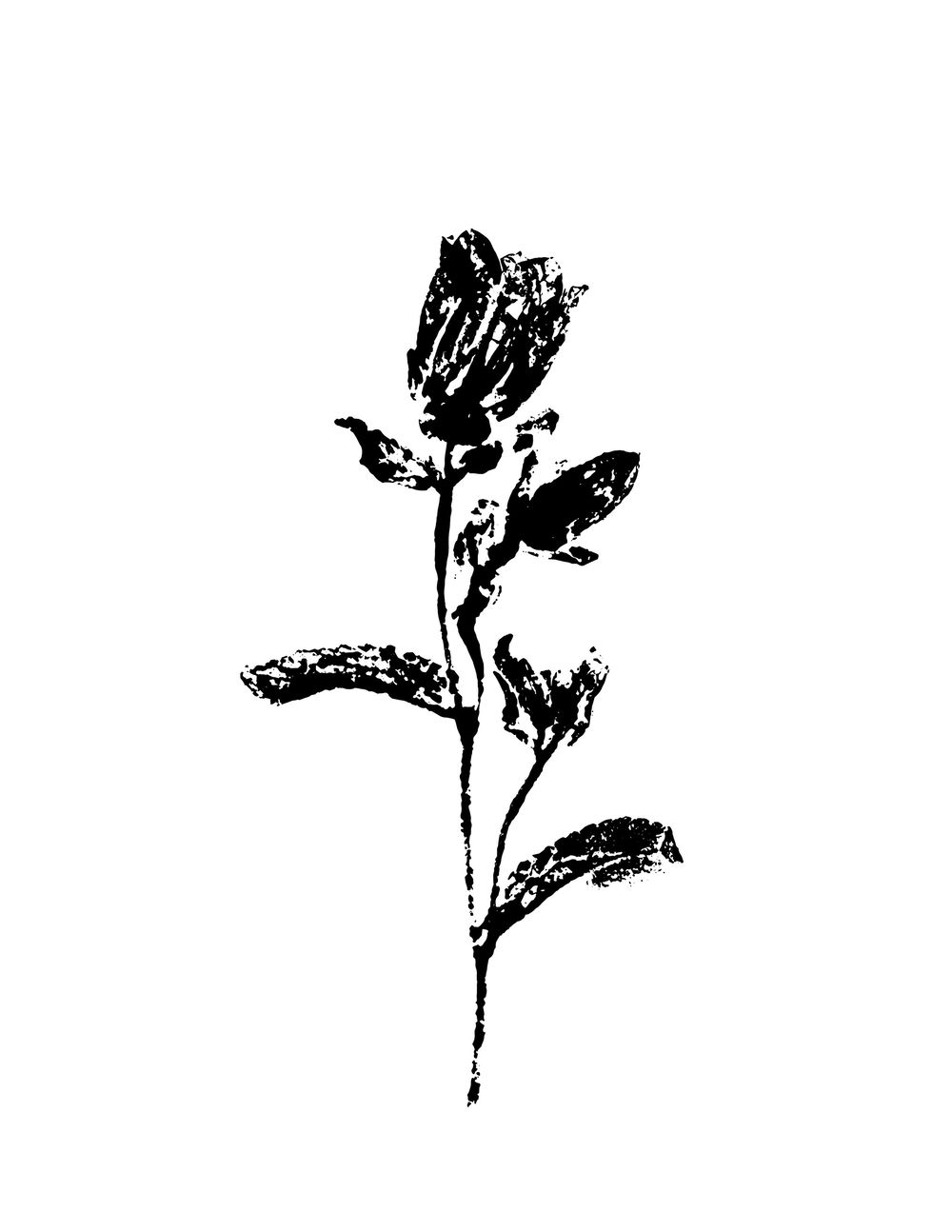 Campanula bloom - image 1 - student project
