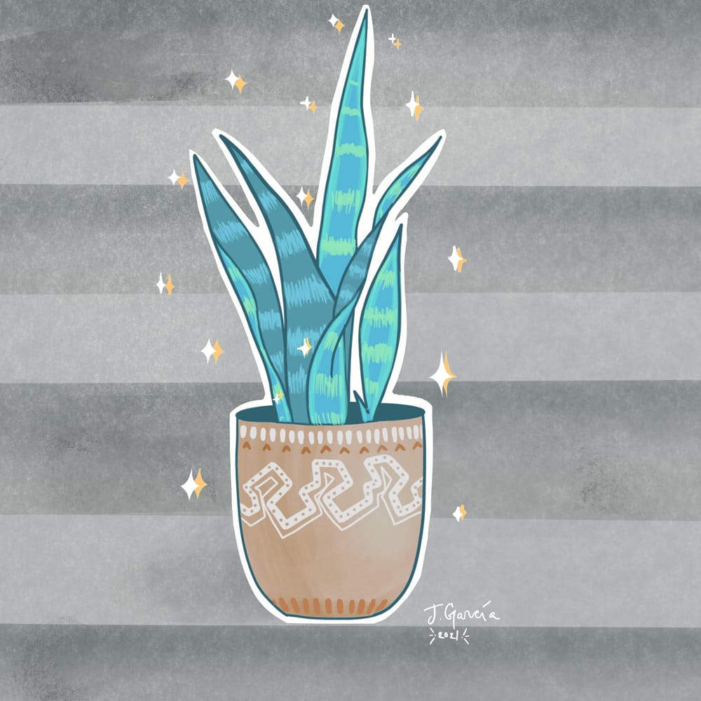 Snake plant - image 1 - student project