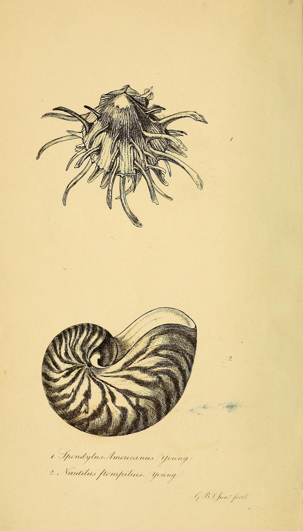 Tails and tentacles - image 1 - student project