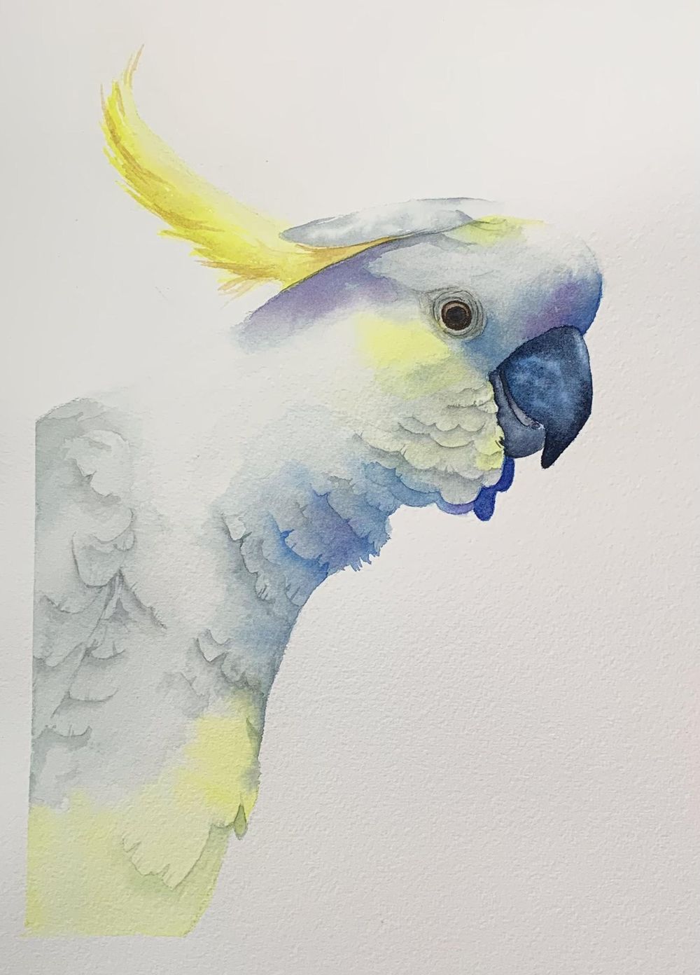 White Cockatoo - Pretty Bird! - image 1 - student project