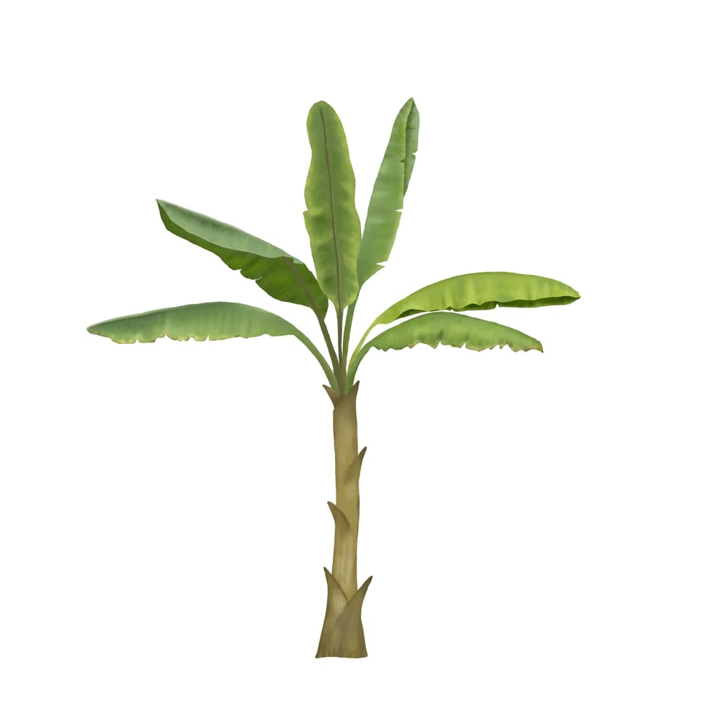 Banana palm & new recolor skills - image 2 - student project