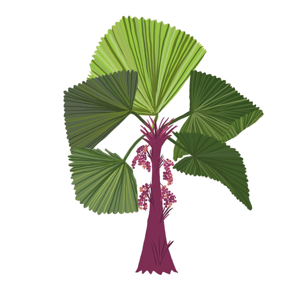Banana palm & new recolor skills - image 4 - student project
