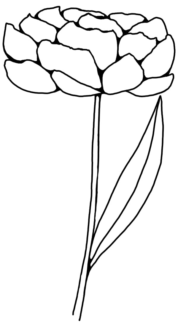 Digital Botanical Drawing Practice - image 4 - student project