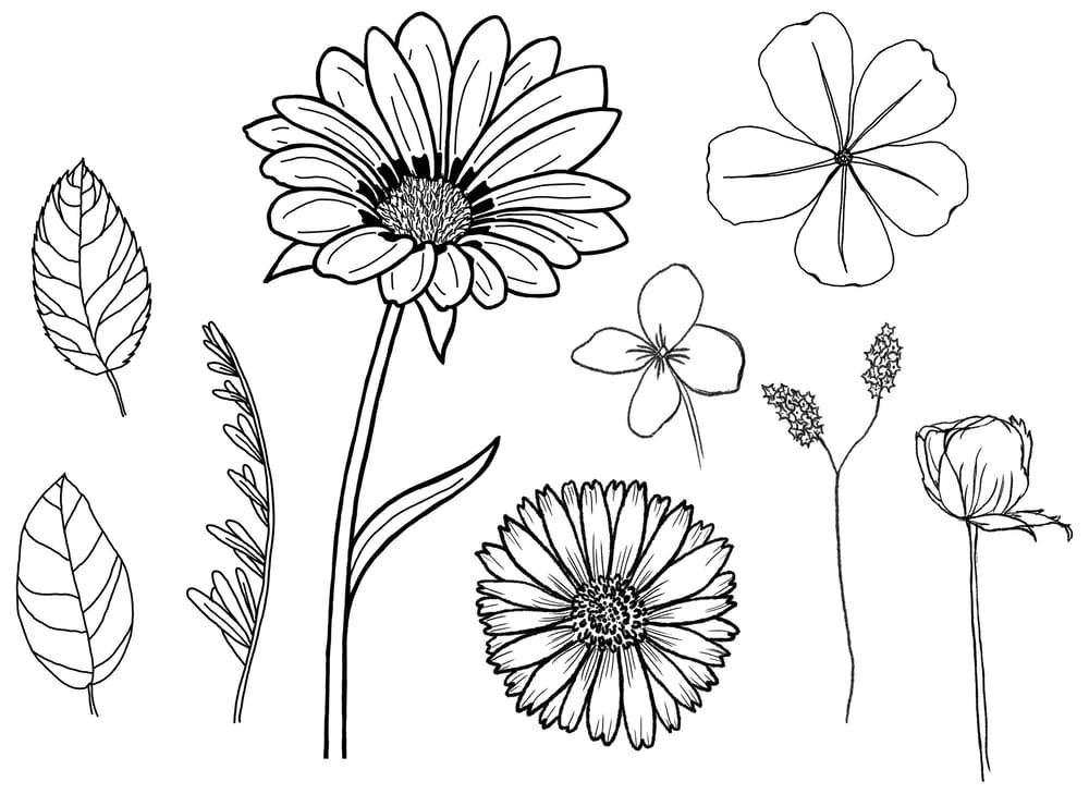 Digital Botanical Drawing Practice - image 1 - student project