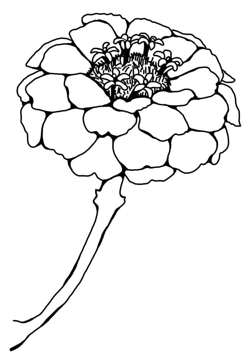 Digital Botanical Drawing Practice - image 3 - student project