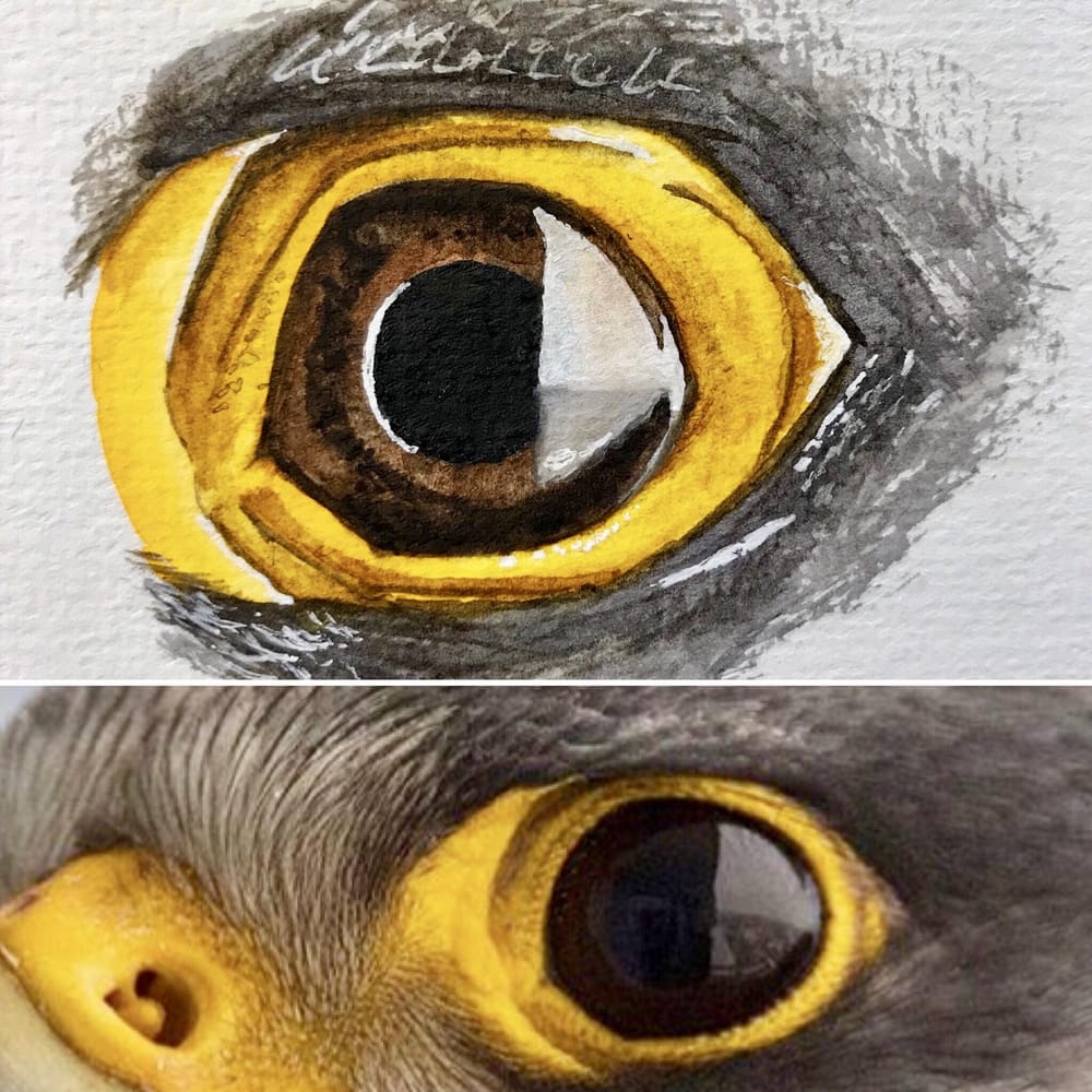 Peregrine Falcon - Eye Study - image 2 - student project